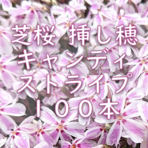 芝桜 挿し穂用カット苗 100本 6～8cm キャンディストライプ ピンク◆シバザクラ 耐寒性 多年草 宿根草 常緑 グランドカバー 園芸 挿し木