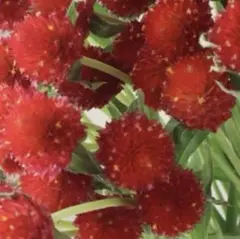 千日紅赤の種　ストロベリーフィールドの種　花の種