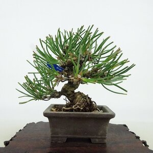 盆栽 松 黒松 樹高 約10cm くろまつ Pinus thunbergii クロマツ マツ科 常緑針葉樹 観賞用 小品 現品