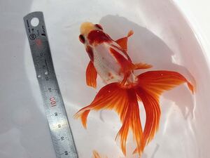 PURE金魚★上物　飯田更紗琉金ML　２匹　約１０ｃｍ～　お待たせ便！全部更紗！真っ赤で丈夫です！養魚場より直送！！