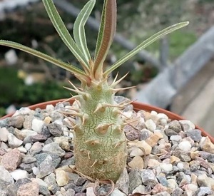 【種子】パキポディウム・ロスラーツム　Pachypodium rosulatum 種子10粒【送料無料】