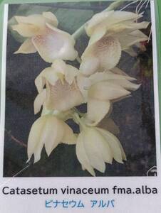 【北軽ガーデン】＊熱帯植物＊Catasetum vinaceum fma.alba＊洋ラン原種＊カタセタム　ビナセウム　アルバ＊タケノコ系＊ブラジル原産＊