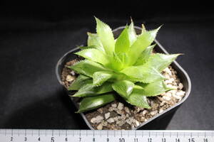 Haworthia /オブ樹　ハオルチア