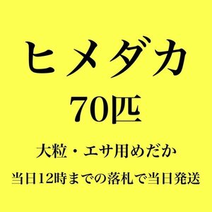 【新潟養魚場】 高評価　ヒメダカ　70匹　エサ用めだか　めだか卸　業務用特価　即日発送