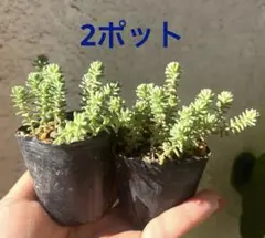 多肉植物 ミルキーウェイ 2ポット分抜き苗❣️