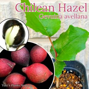 チリヘーゼルナッツ 発根種子×1[耐寒性ナッツ] Gevuina avellana ※水苔に包んで発送