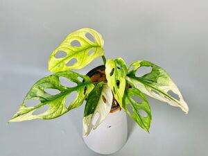 「14」Monstera Adansonii Variegata マドカズラ　斑入り　モンステラ アダンソニーバリエガータ　斑入り