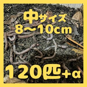 5/30(木)発送可 最短翌日AM着　ドバミミズ　中　120匹+α　約8～10cm