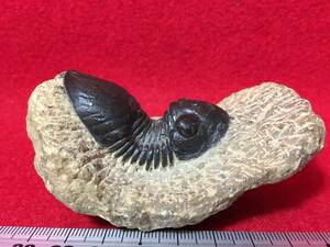 売り切り 三葉虫 Crotalocephalus Africanus モロッコ王国 産？不明品 クロタロセファルス アフリカ 化石 魚 恐竜 牙 骨 部位 珍品 紀元前