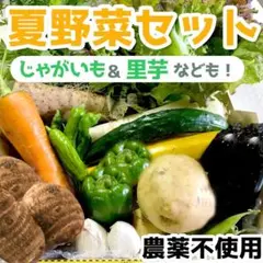 新鮮野菜セット　60サイズいっぱい野菜詰め合わせ