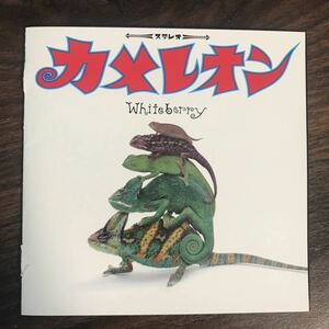 (414)中古CD100円 ホワイトベリー　カメレオン
