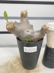 8829 「塊根植物」パキポディウム エニグマティクム 植え【発根・Pachypodium enigmaticum・多肉植物】