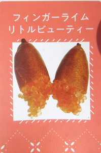 即決1980円 P♪柑橘系果樹苗フィンガーライム・リトルビューティー