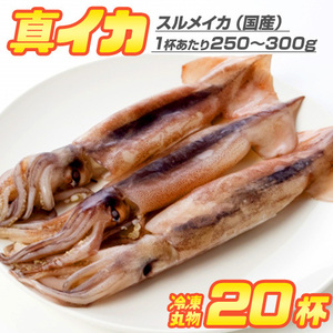 生冷凍 丸物 するめいか 20杯 約5～6kg 1杯あたり250g ～ 300g squid 屋台 行楽 イベント 真イカ 刺身 生食可 敬老の日 敬老 敬老ギフト