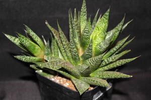 Gasteria 