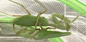 Sphodromantis sp 初齢〜2齢 10匹 CB カマキリ