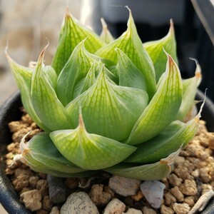 ハオルチア ラモサ 多肉植物 交配選抜種 Haworthia ramosa