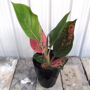 現物出品【アグラオネマ・チャイナレッド＊Aglaonema Chaina Red】４号　　