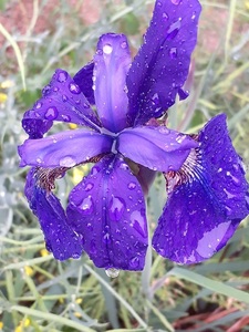 ☆あやめ☆アヤメ☆菖蒲☆文目☆綾目☆抜き苗☆5本以上セットで