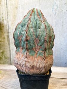 Euphorbia obesa F394 ユーフォルビア オベサ　バリダ