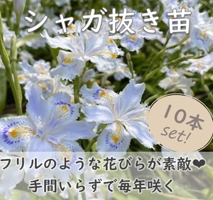 送料無料★フリルのような花びら シャガ 抜き苗10本 常緑多年草 シェードガーデン アイリス Iris japonica 園芸 ガーデニング 耐寒性宿根草