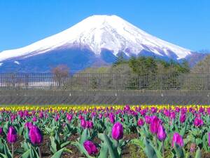 世界遺産 富士山とチューリップ畑2 写真 A4又は2L版 額付き