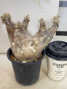 4241 「塊根植物」パキポディウム エニグマティクム 植え【発根・Pachypodium enigmaticum・多肉植物】