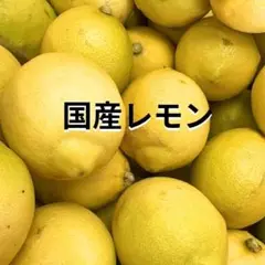 瀬戸内レモン 訳あり 約1.2kg #h