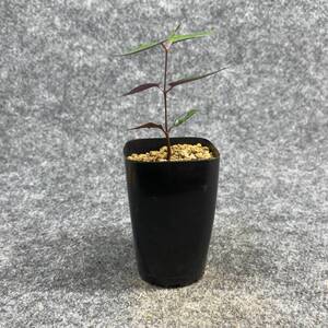 【鉢ごと発送】ペトペンチア ナタレンシス / Petopentia natalensis /【実生】/ 2号鉢 / 【現品】24-7-23-29