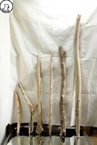 SEASIDEinterior☆流木の6本セット,Cool driftwood for decorating 96