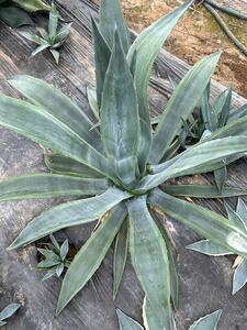 Agave americana Lime Edge アガベ　アメリカーナ　ライムエッジ　特大株　