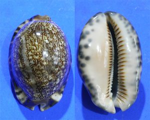 貝の標本 Cypraea arabica 59mm.