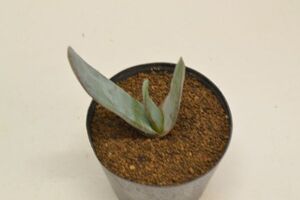 アロエ　リネアータ　ムイリー　ALOE lineata var. muirii