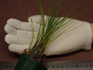 Tillandsia disticha v.minor チランジア・ディスティカ ミノール 677●エアプランツEC