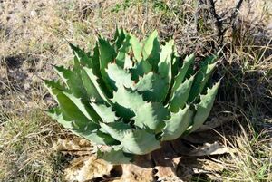 Agave nussaviorum アガベ ナサビオラム 種子 50粒