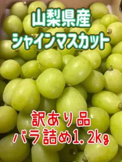 【訳あり】シャインマスカット　バラ詰め1.2kg