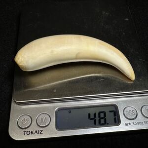 【マッコウクジラの歯 48.7g】抹香 鯨 クジラ 歯 牙 印材 鯨歯