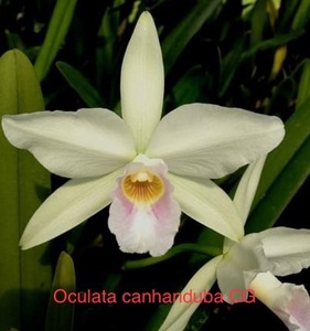 C. purpurata CG1708 oculata canhanduba ‘CG’ x self　5