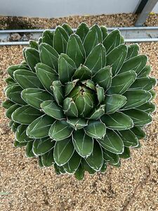 Agave victoriae reginae アガベ　笹の雪　特大株　