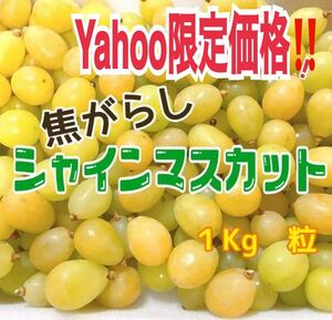 go299 レア激甘山梨県　焦がらしシャインマスカット　箱込1Kg