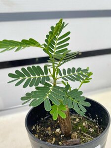 6672 「実生」センナ　メリディオナリス【種から発芽！・発根・Senna meridionalis】