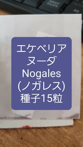 エケベリア　ヌーダ, Nogales 種子15粒