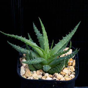 白磁盃×帝王錦 アロエハイブリッド Aloe hybrid A.pratensis x A.humilis ∂∂∂