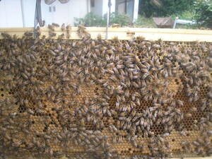 ◎◇★西洋蜜蜂ミツバチ　４枚群　新品箱　1円スタート　Z