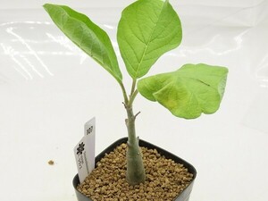 ■[W107]rivae　リヴァエ　実生苗【多肉植物　Sesamothamnus　セサモタムナス】