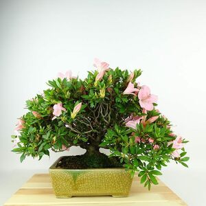 盆栽 皐月 葵の輝 樹高 約29cm さつき Rhododendron indicum サツキ ツツジ科 常緑樹 観賞用 現品