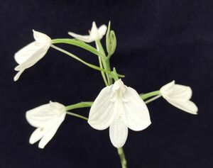 洋蘭 原種 地性蘭 野生蘭 ハベナリア Habenaria digitata サギソウの近縁種