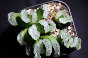 Haworthia truncata / 玉扇　群生　ハオルチア