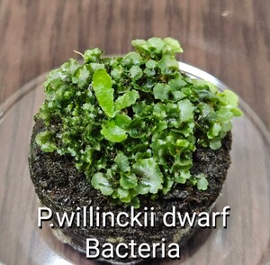 P.willinckii dwarf Bacteria ビカクシダ ウィリンキー ドワーフ バクテリア 胞子培養 前葉体 胞子体 胞子