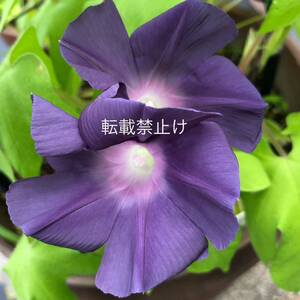 黄立田葉紅鳩切咲／変化朝顔の種１０粒／あさがお